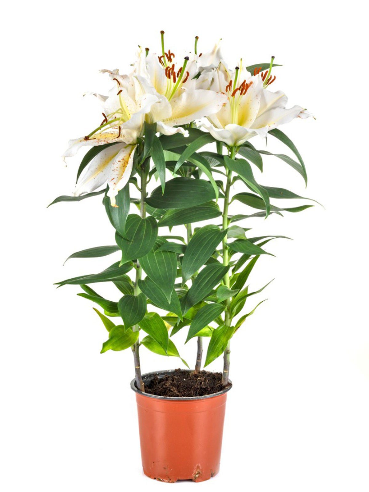 how to care for lilies