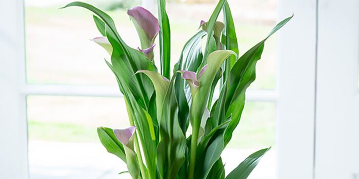 how to care for lilies