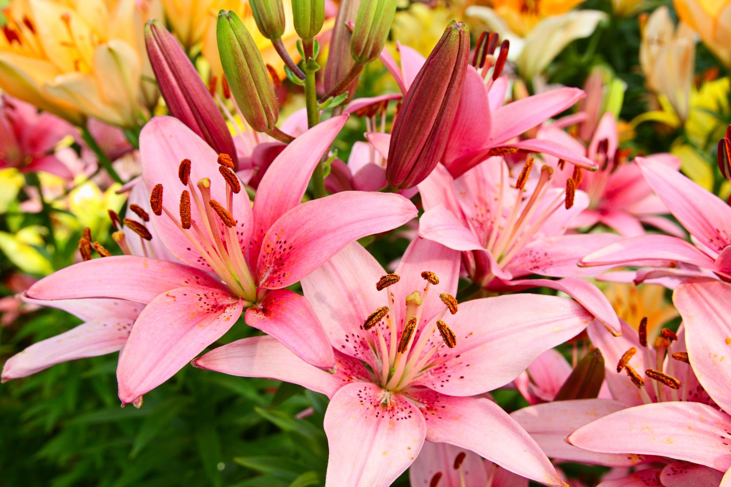 how to care for lilies