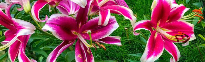 how to care for lilies