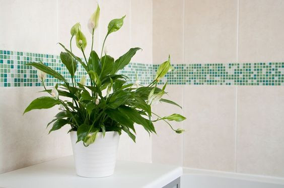 lirio-da-paz-plantas-banheiro ...