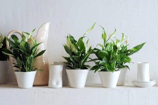 7 plantas de banheiro para decorar o ...