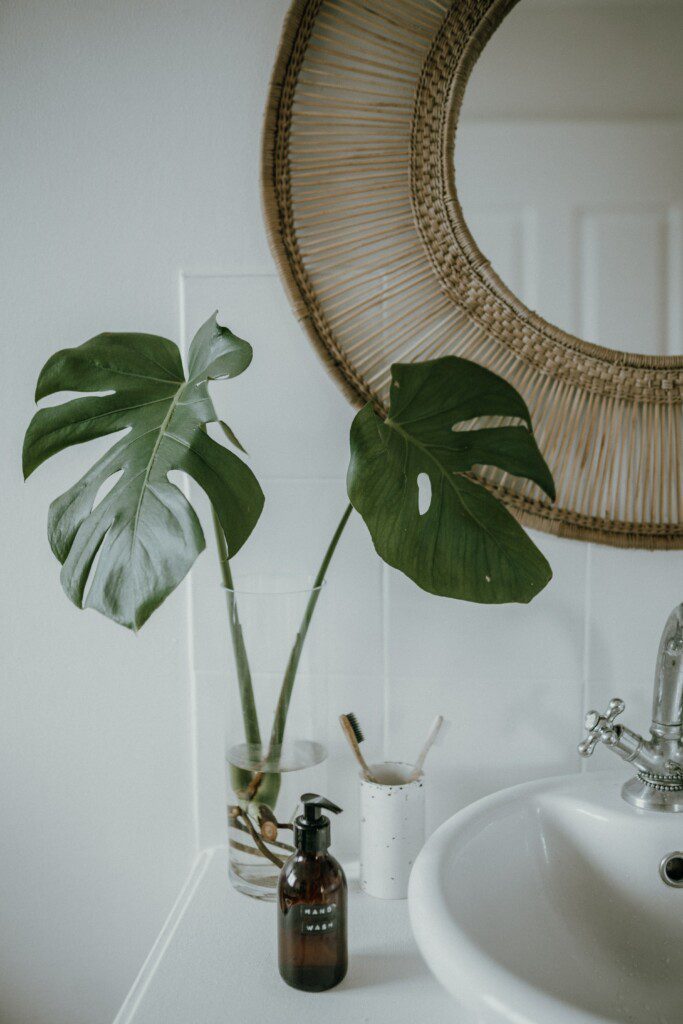 Plantas para Banheiro: 15 Espécies para ...