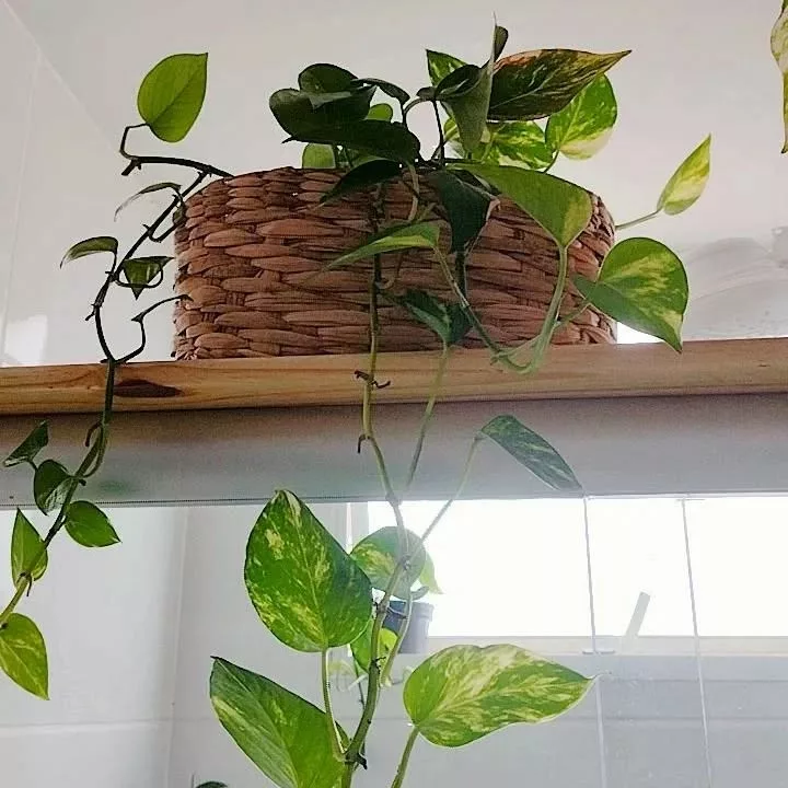 Pode colocar jiboia no banheiro ...