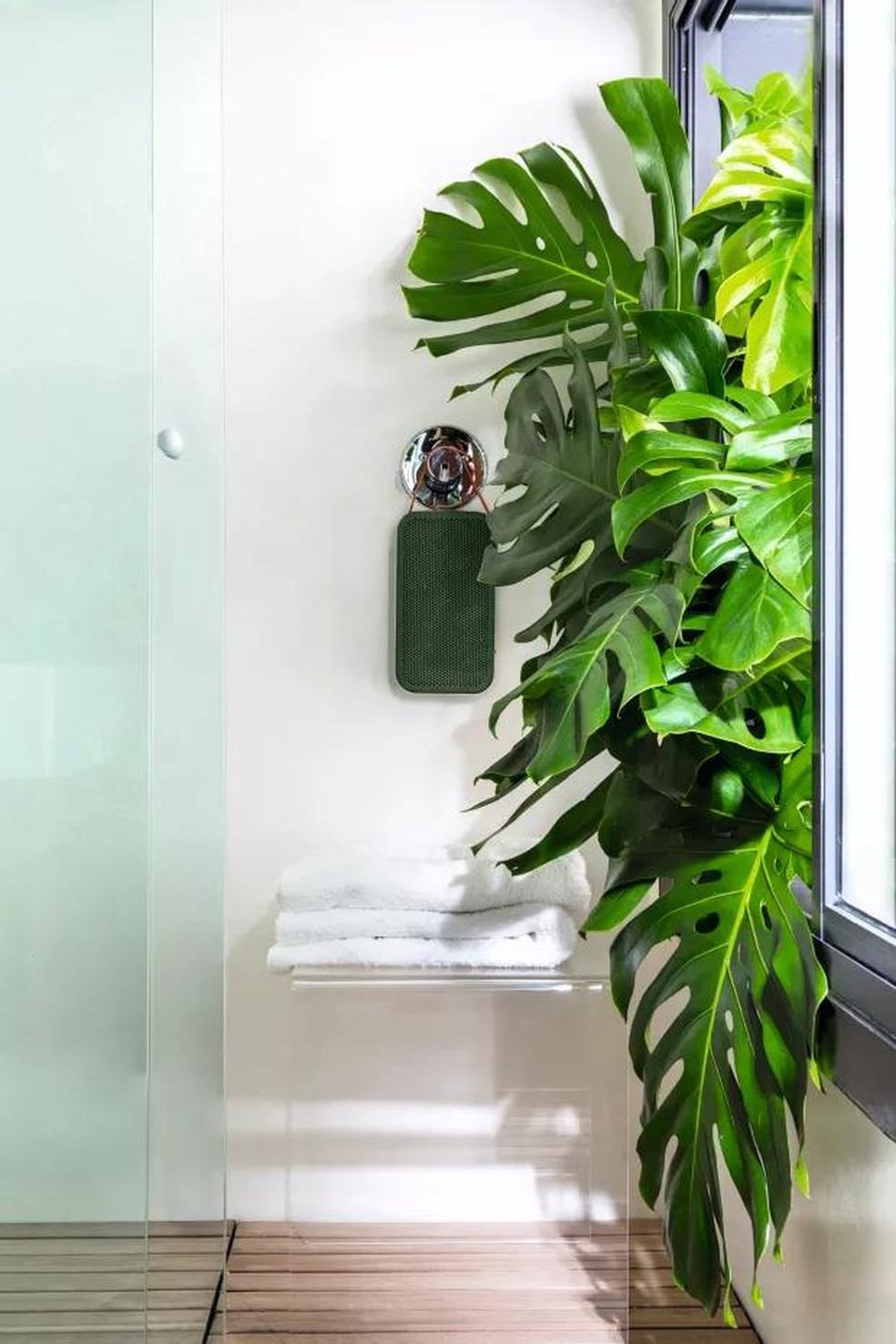 plantas para ter dentro de casa ...