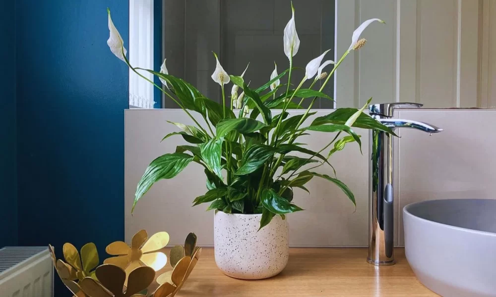 7 opções de plantas que combatem a ...