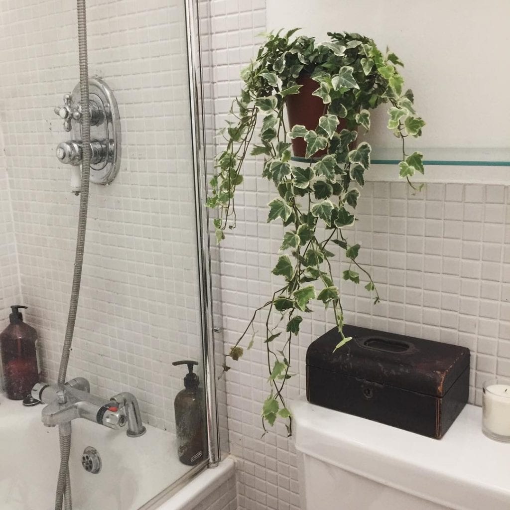 Plantas para Banheiro: 44 tipos + Dicas ...