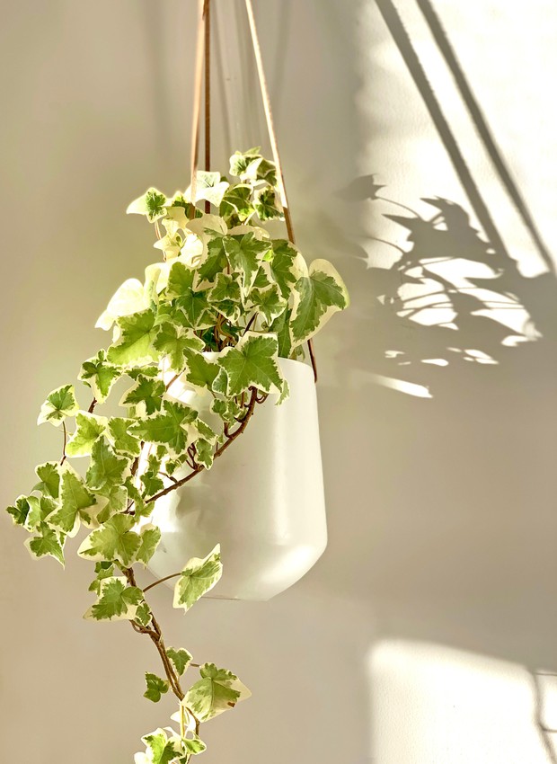 Hera: como plantar e cuidar da espécie ...