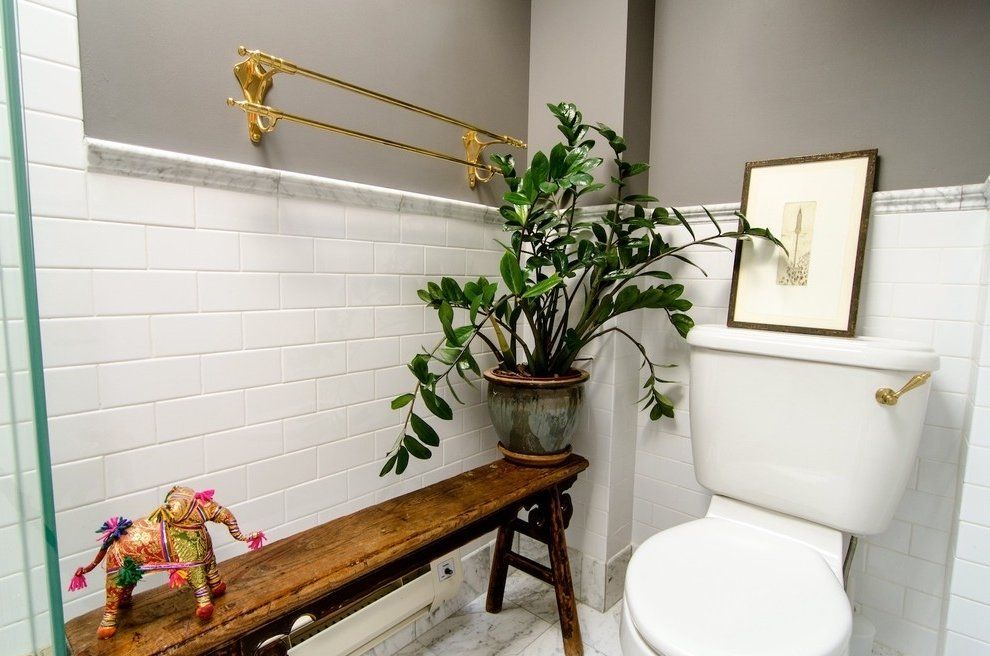 Plantas no banheiro: 5 espécies que se ...