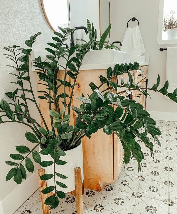 Zamioculca: Como Cuidar +60 Decorações ...