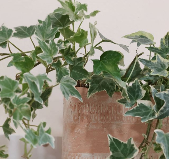 13 Plantas para Banheiro Fabulosas e ...