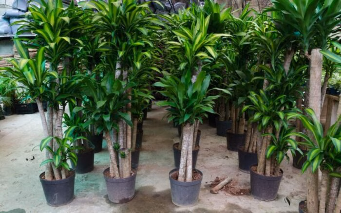 Use dracena de 5 formas para transformar sua casa e dar mais luxo