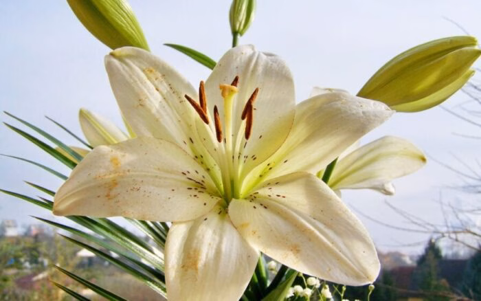A maldição do lírio sem flor: o segredo que anula o feitiço