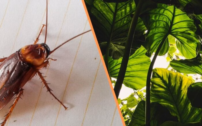 A planta que aniquila baratas de forma fácil em casa