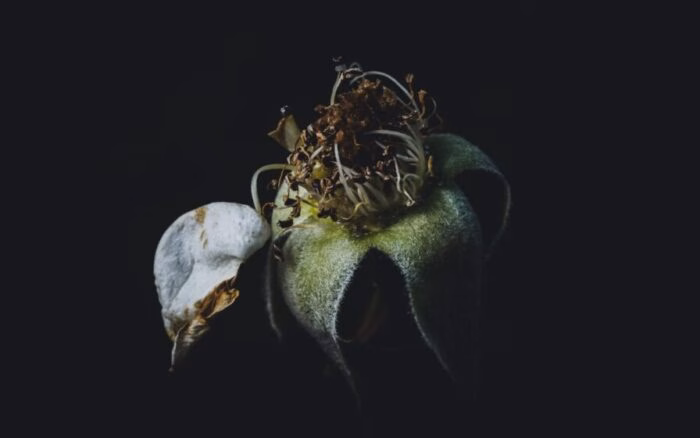 Como ressuscitar o “bebê” da orquídea que pareça morta