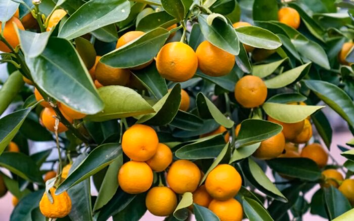 Dá para colher laranja direto do pé dentro do seu apê