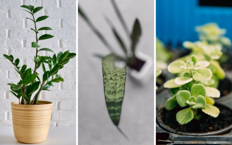Dólar-em-penca ou Zamioculca? Conheça as plantas que atraem fortuna