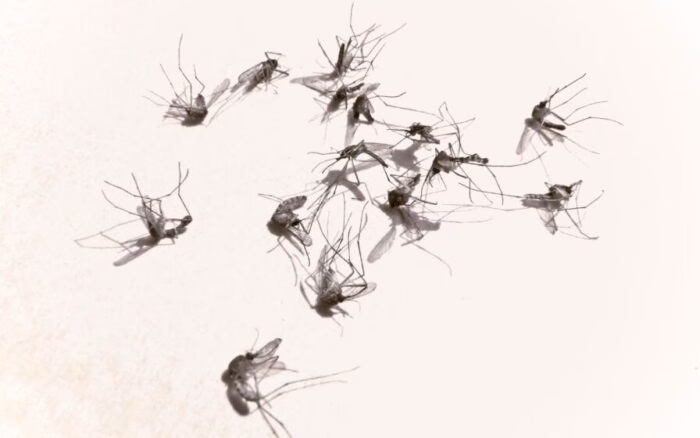 Essas plantas são as que mais juntam mosquitos na sua casa; cuidado com elas