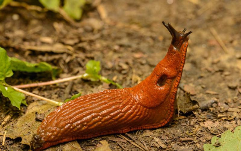 Lesma no jardim é mau sinal ou pode ser algo bom? Veja a verdade