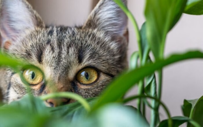 Lista de 8 plantas que fazem bem para seu pet