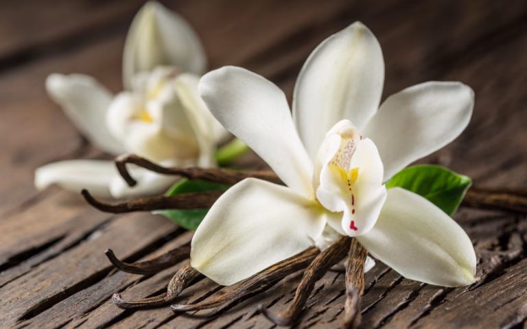“Minha orquídea não dá flor” – veja o que deve ser feito