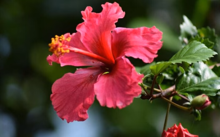 O beijo da morte que você dá no seu hibisco todos os dias