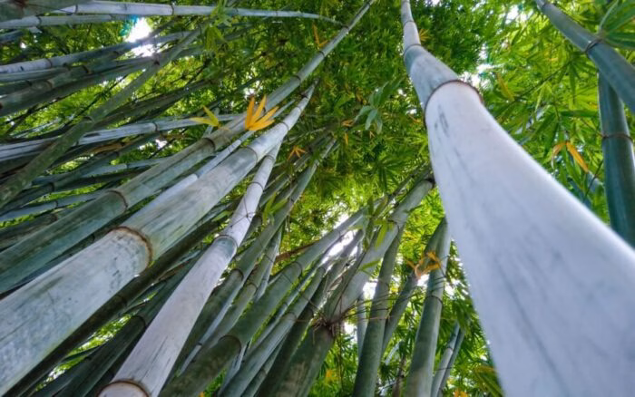 É viciante ter cheiro de bambu verde em casa – receita fácil para fazer hoje