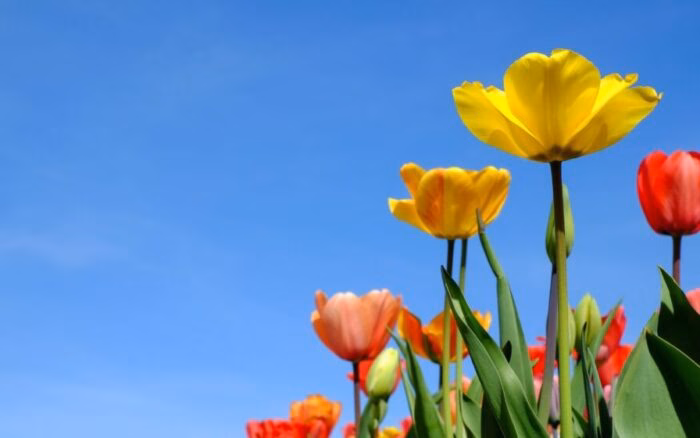 Quer ter um jardim bonito na primavera? Faça isso ainda no inverno