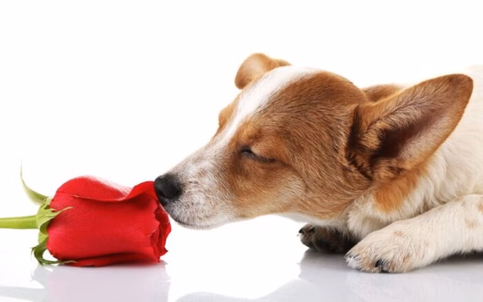 Você nem sente mais o cheiro de cachorro em casa, mas tem como resolver