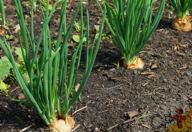 como-plantar-cebolinha