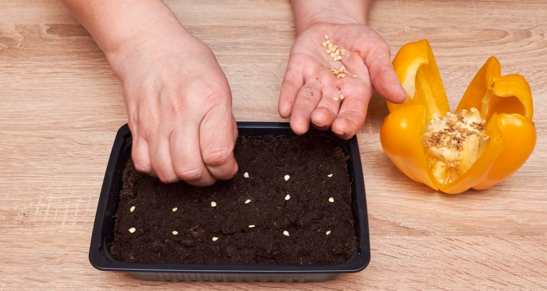 Como Plantar Pimentão: Cores e Sabores no Seu Quintal