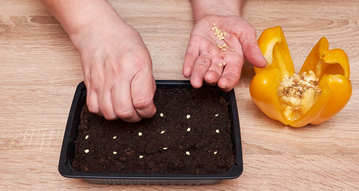 como-plantar-pimentao