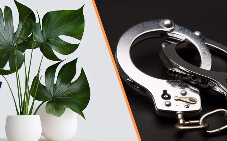 Cuidado! Ter essas plantas em casa pode te levar para a cadeia