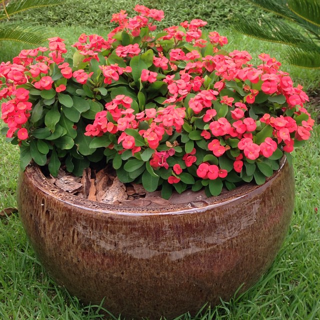 Cerca Viva Floral: Coroa-de-Cristo, Cores Vibrantes e Pouca Manutenção - detalhe