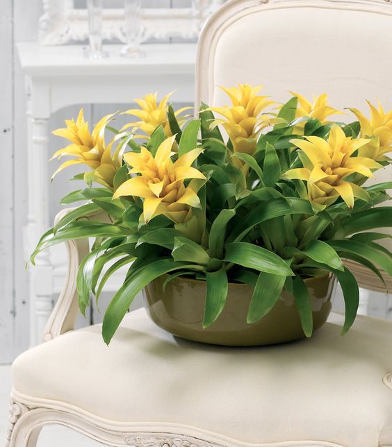 Bromélias como Centro de Mesa em Vasos de Vidro: Sofisticação Natural - inspiração