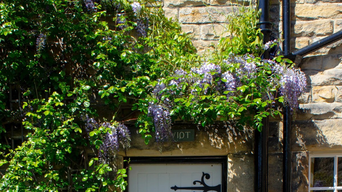 Com a Delicadeza e o Aconchego das Plantas Trepadeiras - ideia