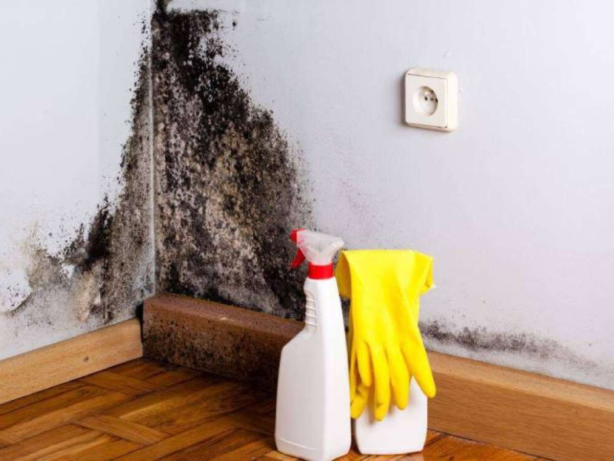 Natureza Dentro de Casa: Jardim Vertical como Barreira Antimofo - inspiração