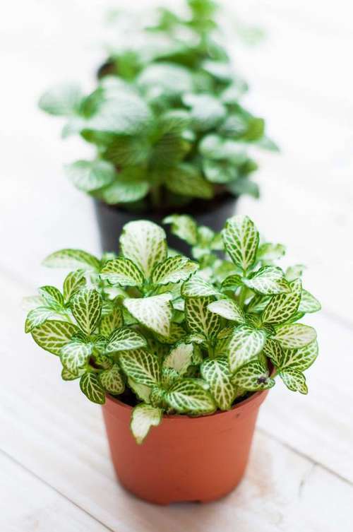 Fitônia Delicada em Nichos Iluminados com LED - ideia