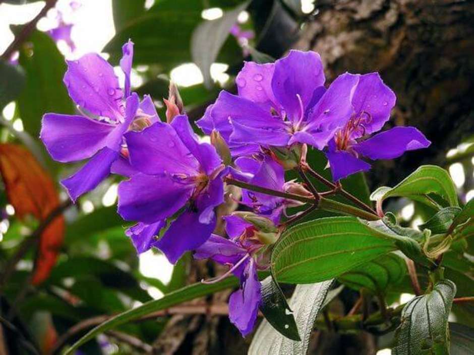 Rústico e Aconchegante: Flores Roxas em Cestos de Vime! - ideia