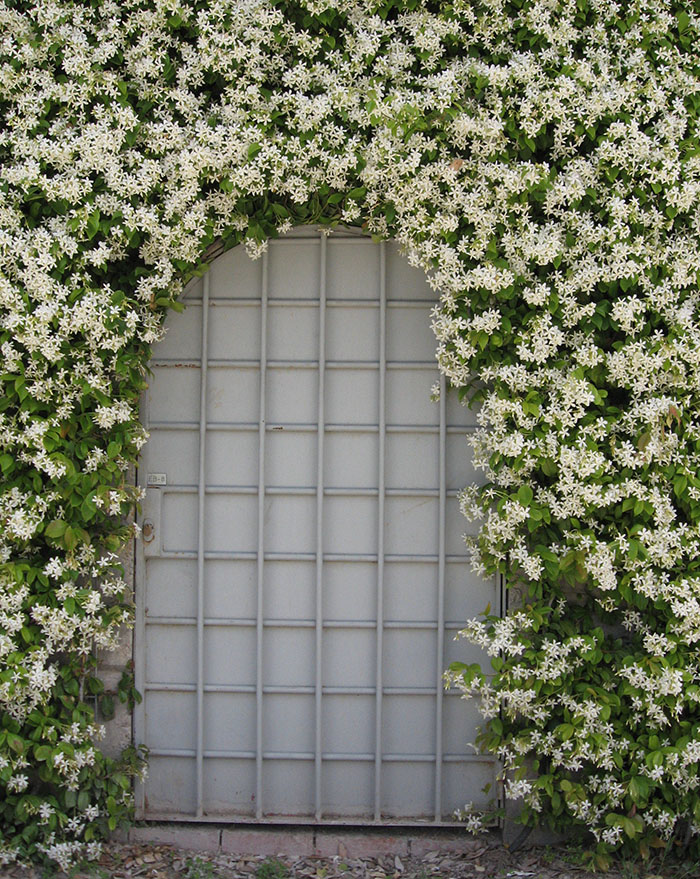 Sete-Léguas Escalando Muros com Elegância - ideia