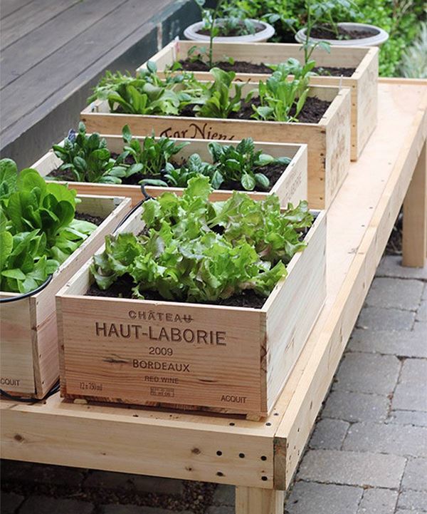 Mini-Horta em Xícaras: Charme e Delicadeza Para Pequenos Espaços - ideia