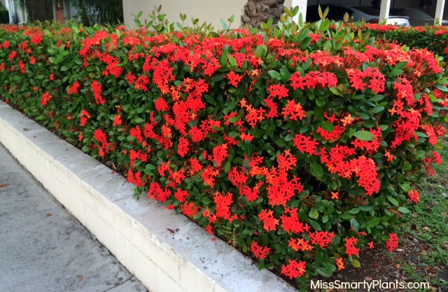 Bordaduras Floridas: Ixoras Anãs Delimitando Caminhos - detalhe