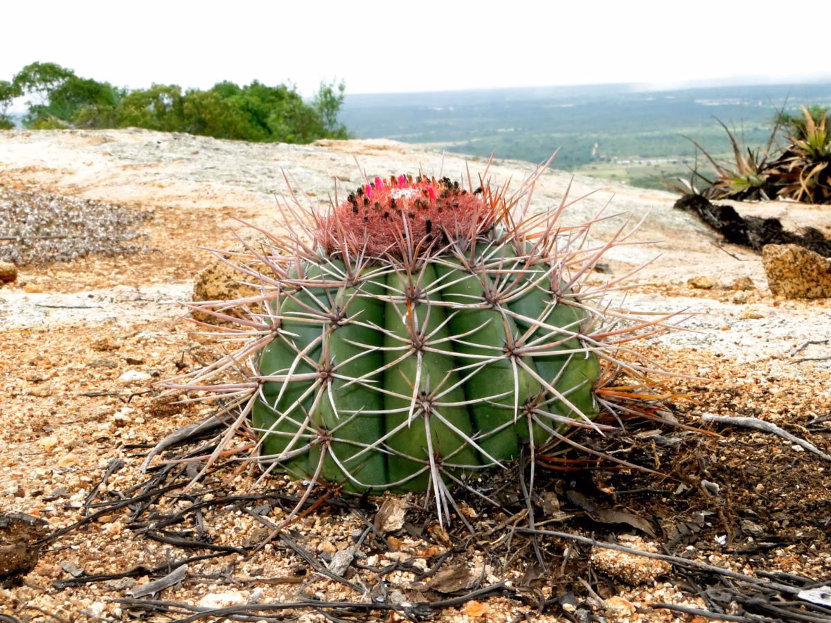 Jardim Nativo Sustentável: Plantas da Caatinga Celebrando a Biodiversidade - ideia