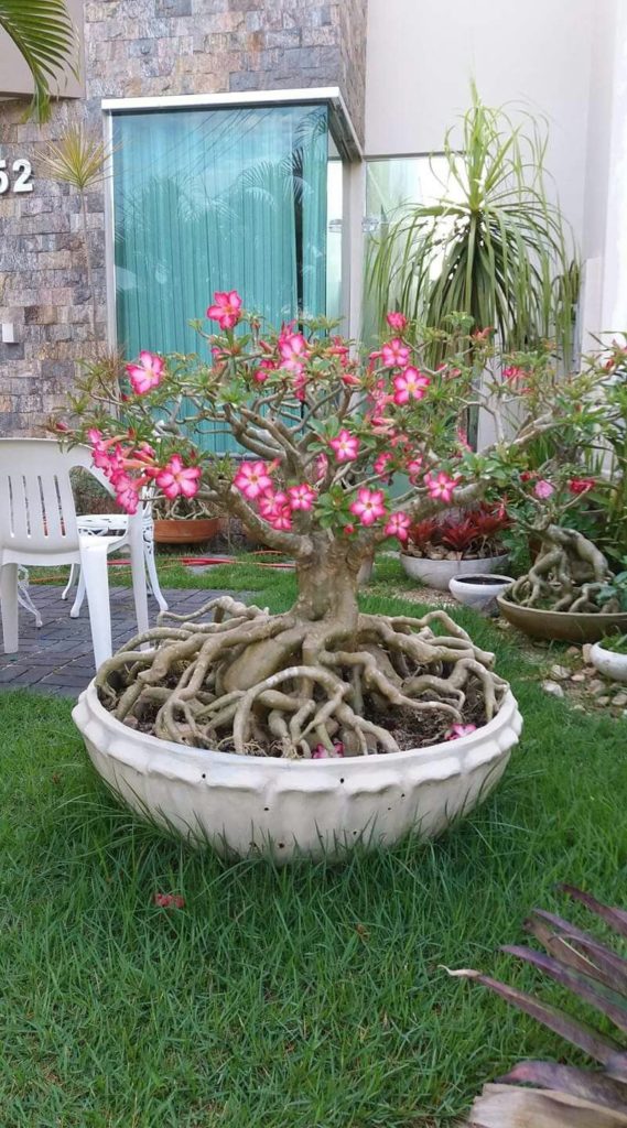 Explosão de Cores: Rosas do Deserto em Canteiros Elevados com Seixos Brancos - ideia