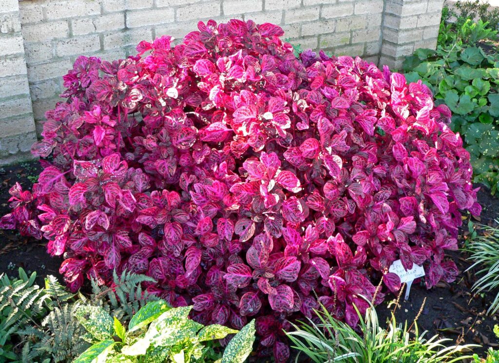 Com Flores e Texturas Exuberantes: Uma Explosão de Cores! - detalhe