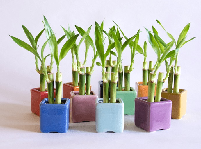 Banheiro Zen: Babosa e Lírio-da-Paz em Vasos de Bambu para um Spa Particular - detalhe