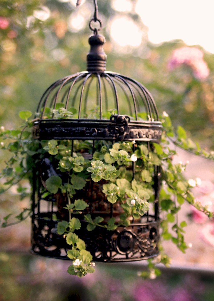 Dentro de Gaiolas Decorativas: Um Charme Vintage - inspiração