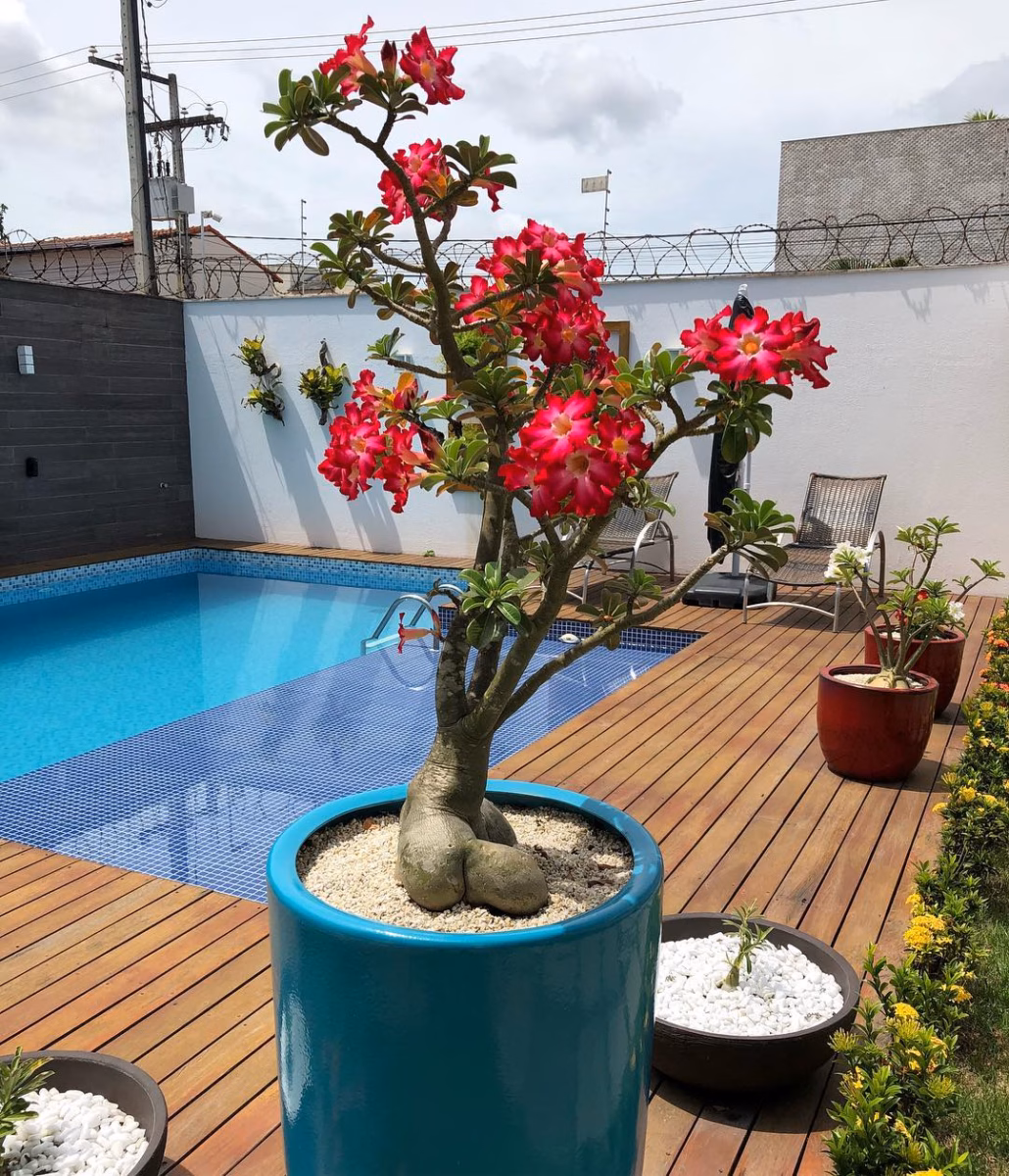 Em Mini Jardins de Suculentas: Uma Explosão de Cores - ideia