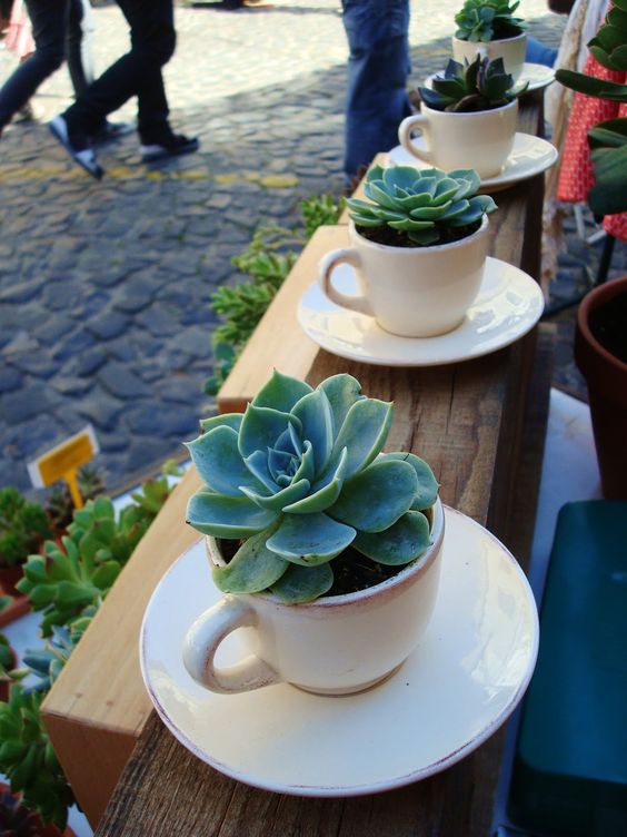 Suculentas em Xícaras Vintage: Um Toque Retrô e Encantador - detalhe