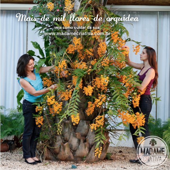 Orquídeas Fixadas em Troncos e Galhos Secos: Uma Escultura Natural - ideia